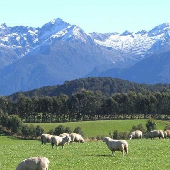 Meet your Posher, Shelby - Picture 1 of 1